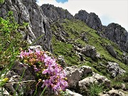 CIME ALBEN fiorite ad anello dal Passo Crocetta-22giu21-  FOTOGALLERY